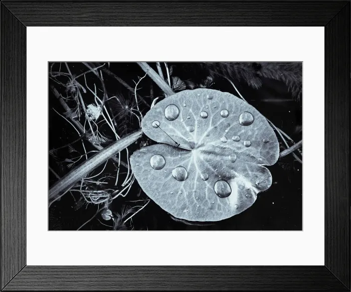 Framed Print : Floating green leaf with waterdrops