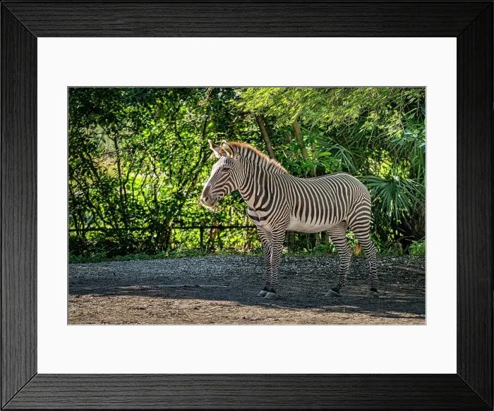 Framed Print : Florida, South Florida, Miami, Miami Zoo, Zebra Framed Print : Florida, South Florida, Miami, Miami Zoo, Zebra