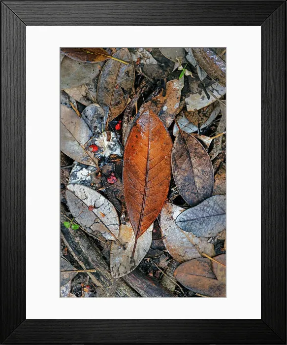 Framed Print : Brown leaf on floor Framed Print : Brown leaf on floor