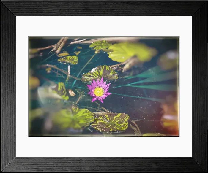 Framed Print : Water lily Framed Print : Water lily