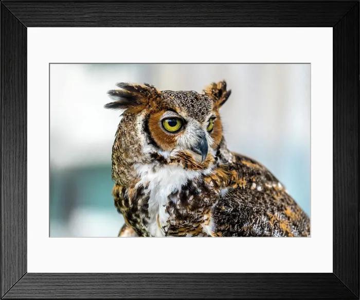 Framed Print : USA, Florida, Miami, Frost Art Museum, Owl Framed Print : USA, Florida, Miami, Frost Art Museum, Owl