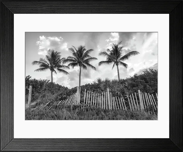 Framed Print : Palm trees with wooden picket fence at sunset Framed Print : Palm trees with wooden picket fence at sunset
