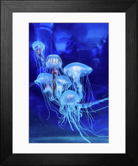 Framed Print : North Carolina, Outer Banks, Roanoke Island, Manteo, Aquarium Framed Print : North Carolina, Outer Banks, Roanoke Island, Manteo, Aquarium