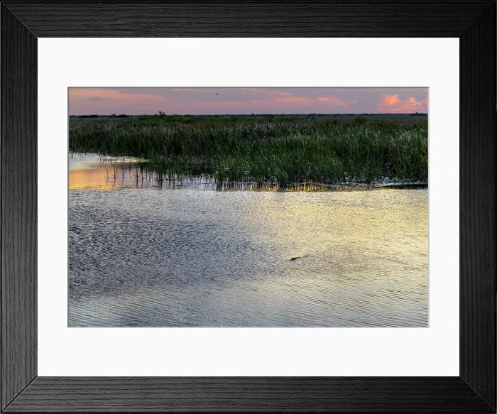 Framed Print : Arthur R. Marshall Loxahatchee National Wildlife Refuge with alligator at sunset