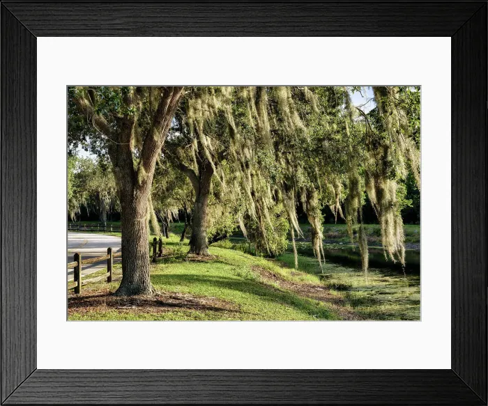 Framed Print : Trees with Spanish Moss Framed Print : Trees with Spanish Moss