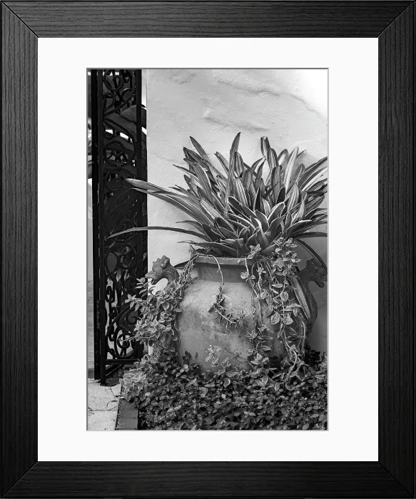 Framed Print : Decorative potted plant Framed Print : Decorative potted plant