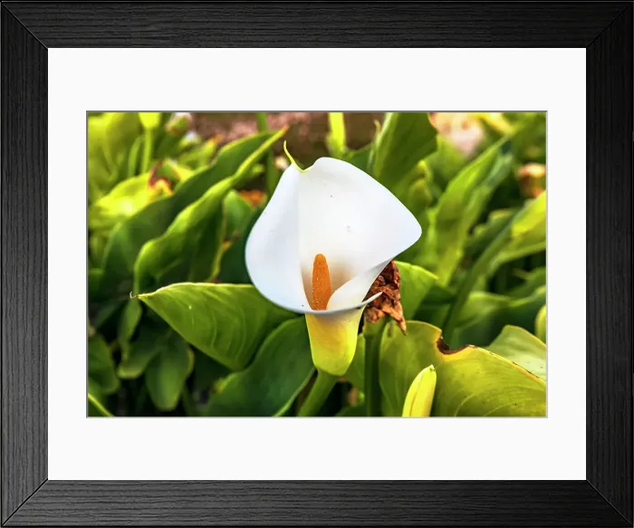 Framed Print : Calla Lilly plant