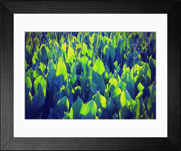 Framed Print : Pickerel weed aquatic plant Framed Print : Pickerel weed aquatic plant