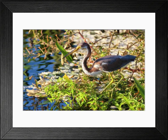 Framed Print : Tricolored Heron (Egretta tricolor) Framed Print : Tricolored Heron (Egretta tricolor)