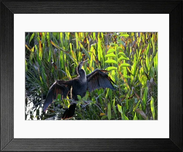 Framed Print : Anhinga with wings spread apart
