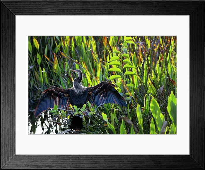 Framed Print : Anhinga with wings spread apart