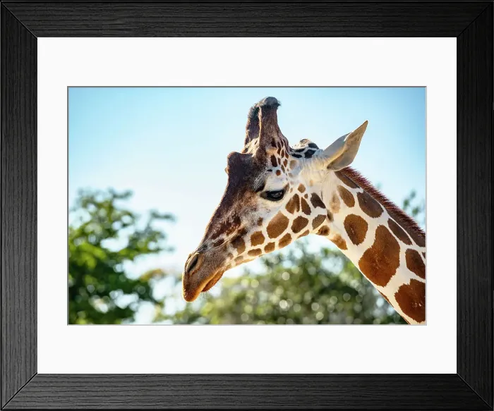 Framed Print : Florida, South Florida, Miami, Miami Zoo, Giraffe Framed Print : Florida, South Florida, Miami, Miami Zoo, Giraffe