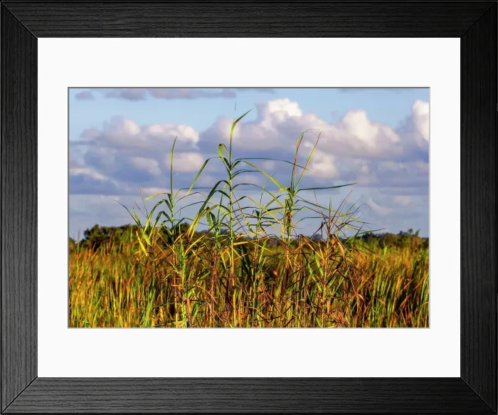 Framed Print : Landscape of tall grass and clouds