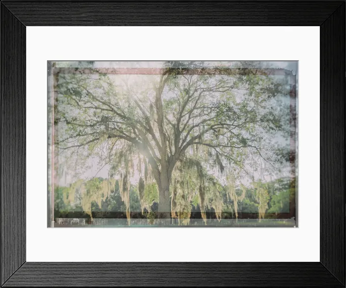 Framed Print : Artistic shot of tree with Spanish Moss Framed Print : Artistic shot of tree with Spanish Moss