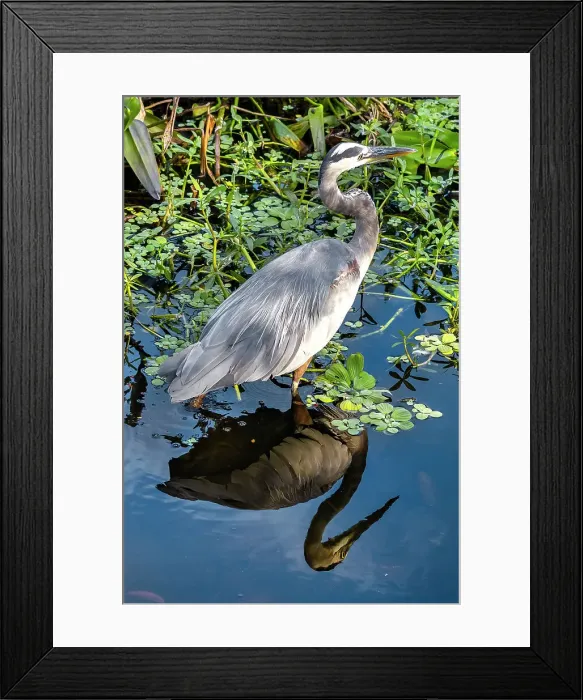 Framed Print : Great Blue Heron