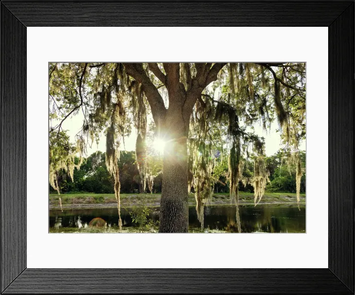 Framed Print : Tree with Spanish Moss near lake