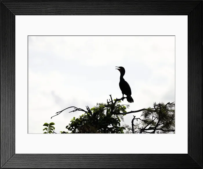 Framed Print : Silhouette of a double-crested Cormorant, Nannopterum auritum Framed Print : Silhouette of a double-crested Cormorant, Nannopterum auritum