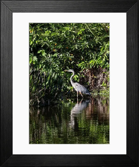 Framed Print : Portrait of the Great Blue Heron Framed Print : Portrait of the Great Blue Heron