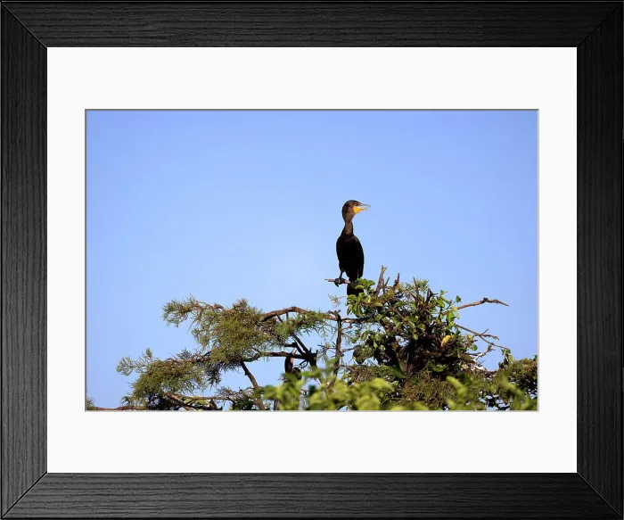 Framed Print : Double-crested Cormorant, Nannopterum auritum Framed Print : Double-crested Cormorant, Nannopterum auritum