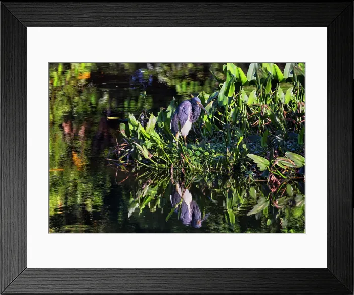 Framed Print : Portrait of the Great Blue Heron Framed Print : Portrait of the Great Blue Heron
