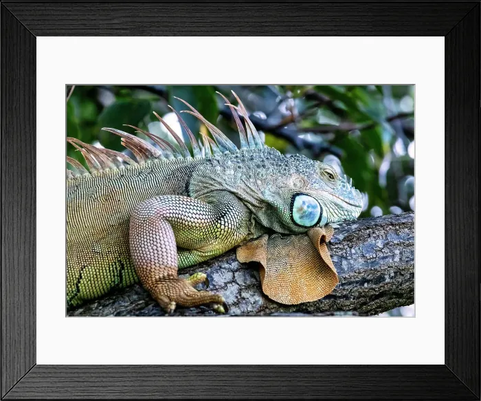 Framed Print : Closeup of Iguana Framed Print : Closeup of Iguana