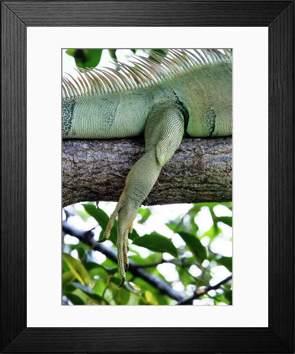 Framed Print : Closeup of Iguana's leg Framed Print : Closeup of Iguana's leg