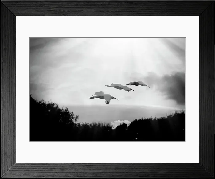 Framed Print : American white ibises in flight Framed Print : American white ibises in flight
