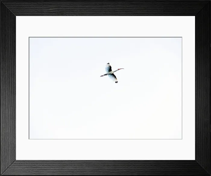 Framed Print : American white ibis in flight Framed Print : American white ibis in flight