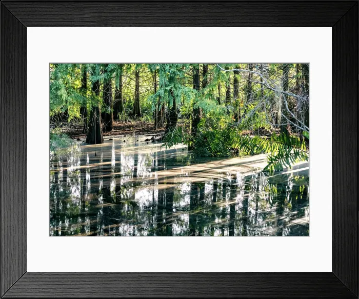 Framed Print : Sunlight coming through trees and reflecting over water Framed Print : Sunlight coming through trees and reflecting over water