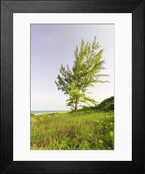 Framed Print : Tree by the ocean Framed Print : Tree by the ocean