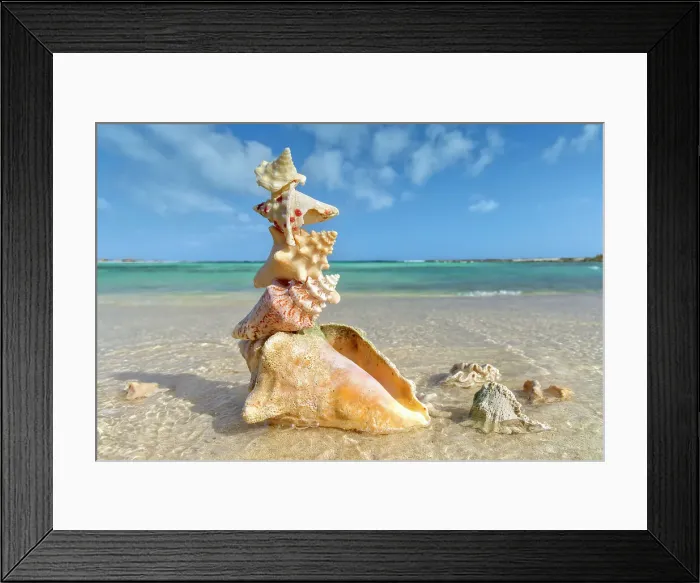 Framed Print : Pile of sea shells