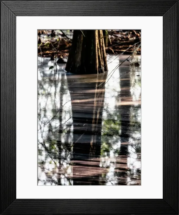 Framed Print : Sunlight hitting side of bald cypress and over water Framed Print : Sunlight hitting side of bald cypress and over water
