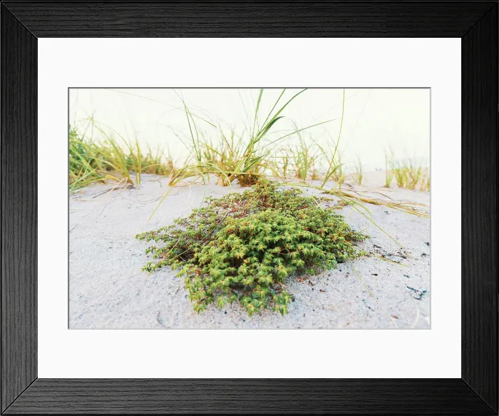 Framed Print : Sand Dune at the beach