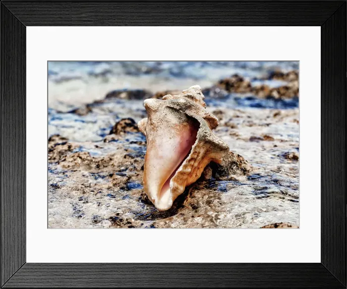 Framed Print : Conch by water