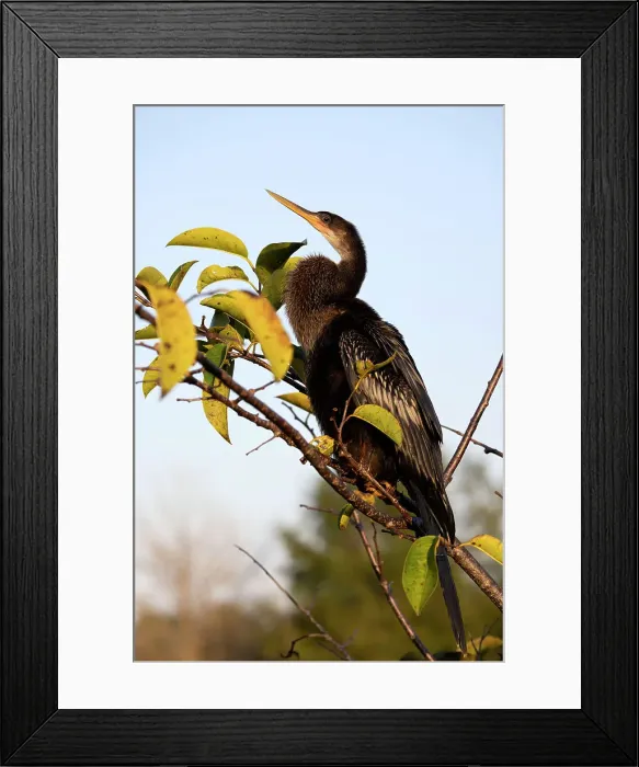 Framed Print : Anhinga perched on tree branch