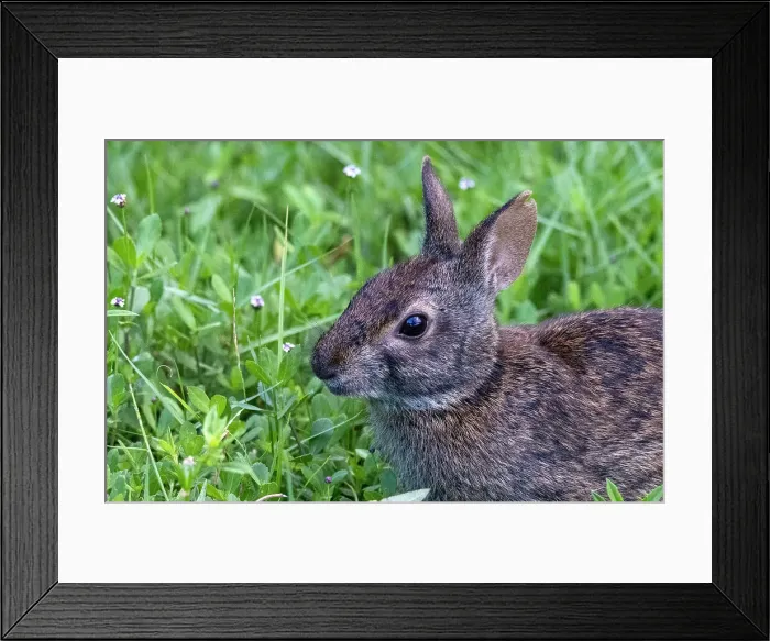 Framed Print : Cute portrait of bunny eating grass Framed Print : Cute portrait of bunny eating grass