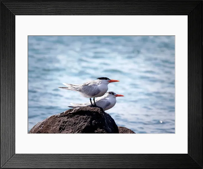 Framed Print : Two Roseate Tern Birds on a rock by water