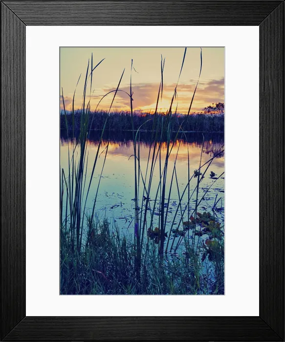 Framed Print : Florida, Boynton Beach, Arthur R. Marshall Loxahatchee National Wildlife Refuge Framed Print : Florida, Boynton Beach, Arthur R. Marshall Loxahatchee National Wildlife Refuge