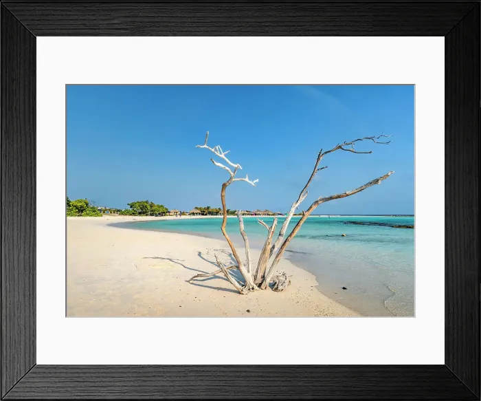 Framed Print : Aruba, Baby beach, bare tree Framed Print : Aruba, Baby beach, bare tree