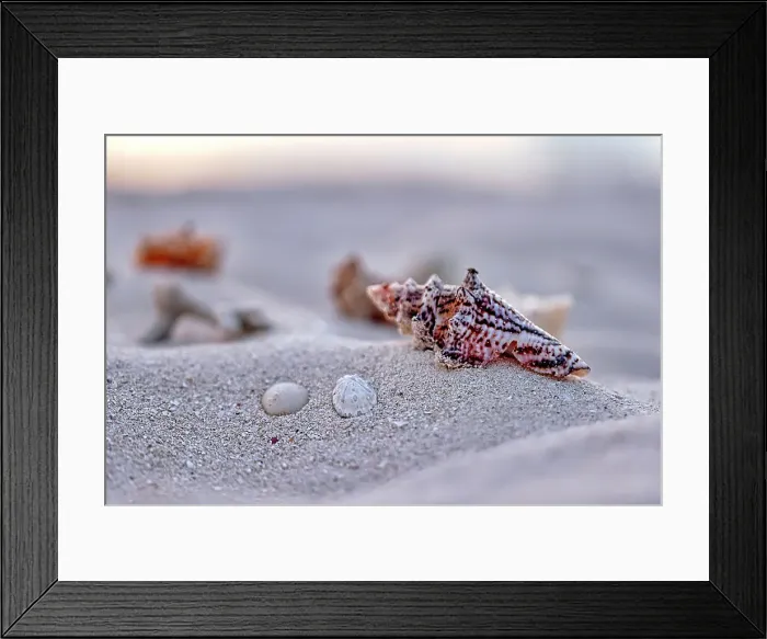 Framed Print : Sea shells Framed Print : Sea shells