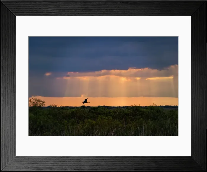 Framed Print : Florida, Everglades, Boynton Beach, Arthur R. Marshall Loxahatchee Wildlife Refuge, flying egret Framed Print : Florida, Everglades, Boynton Beach, Arthur R. Marshall Loxahatchee Wildlife Refuge, flying egret