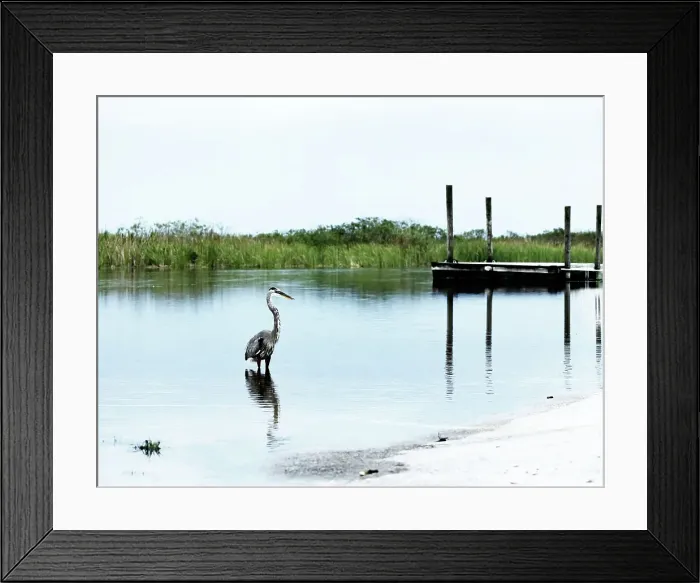 Framed Print : Florida, Everglades, Boynton Beach, Arthur R. Marshall Loxahatchee Wildlife Refuge, Great Blue Heron Framed Print : Florida, Everglades, Boynton Beach, Arthur R. Marshall Loxahatchee Wildlife Refuge, Great Blue Heron