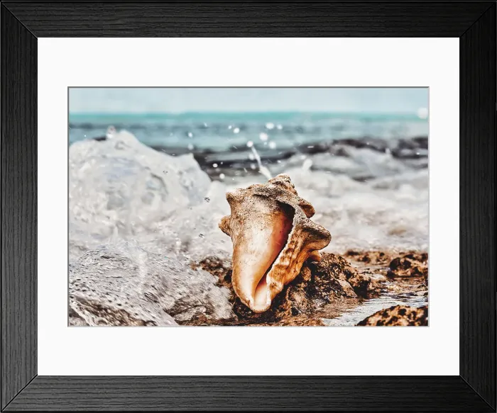 Framed Print : Conch by water Framed Print : Conch by water