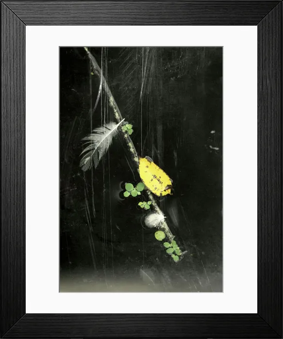 Framed Print : Abstract of a floating branch, feather, and leaf