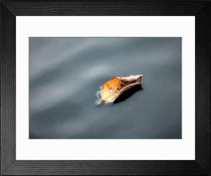 Framed Print : Leaf floating on water Framed Print : Leaf floating on water
