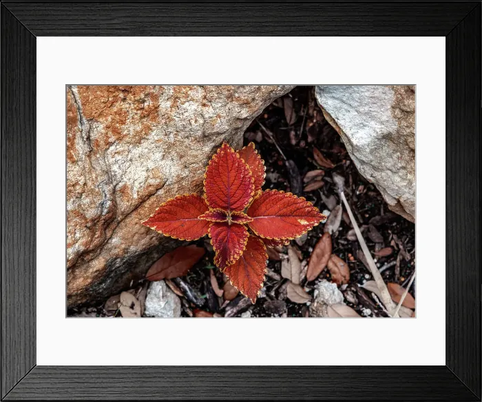 Framed Print : Close up of Coleus plant leaves Framed Print : Close up of Coleus plant leaves
