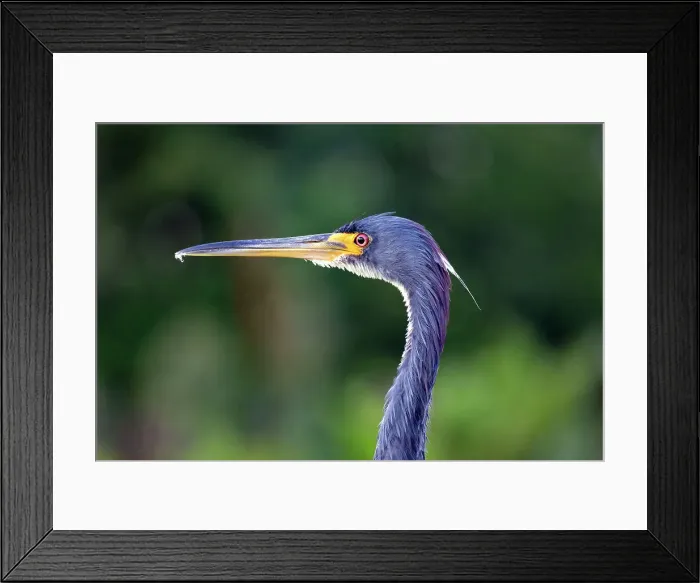 Framed Print : Portrait of the Tricolored Heron Framed Print : Portrait of the Tricolored Heron