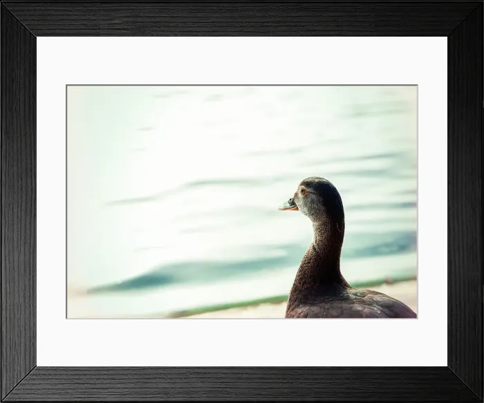 Framed Print : Duck looking at water Framed Print : Duck looking at water