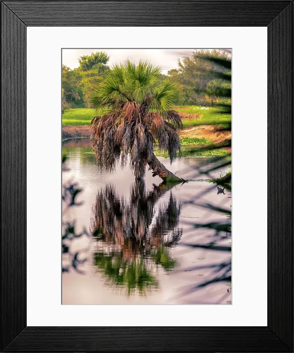 Framed Print : Palm tree in water