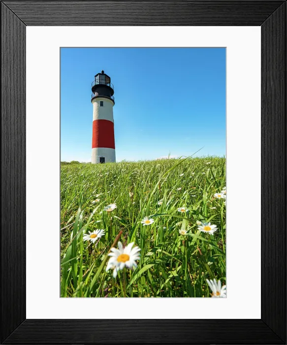 Framed Print : USA, Nantucket, Massachusetts, Daisies on the grass next to Sankaty Head light Framed Print : USA, Nantucket, Massachusetts, Daisies on the grass next to Sankaty Head light